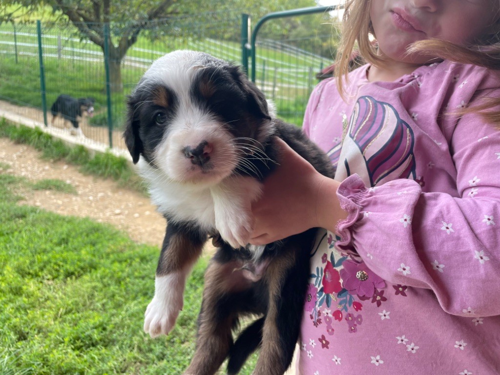 trinacria - Chiots disponibles - Berger Australien