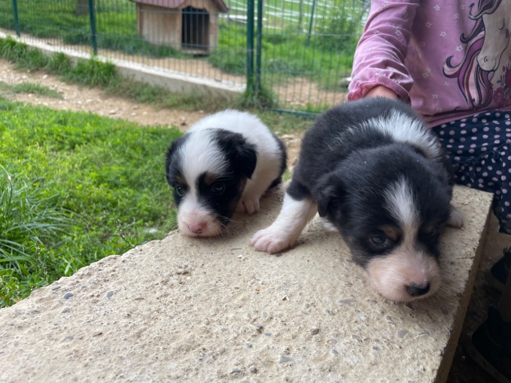 trinacria - Chiots disponibles - Berger Australien